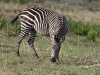 Zebra posiert